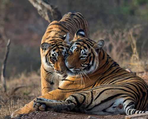 Jaipur Ranthambore 5 Days Tour