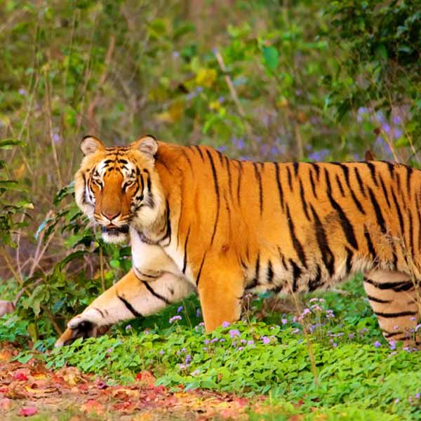 Wildlife of Rajasthan