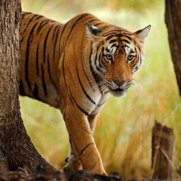 Ranthambore tour advisor